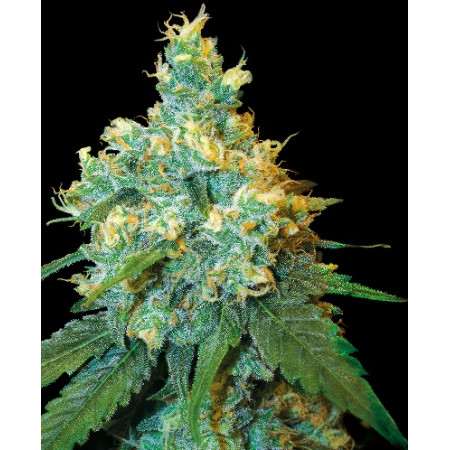 Jack Herer â  - 1
